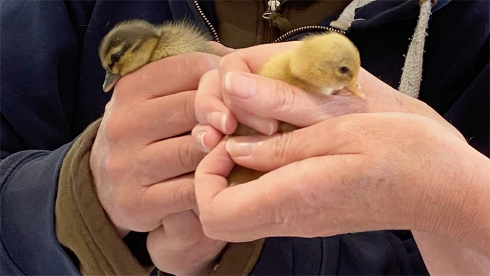 Hold-tight-your-chicks,-they-will-one-day-fledge.jpg